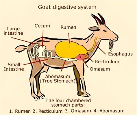 How The Digestive System Of Goat Works For Better Farming