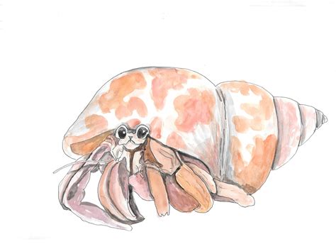 How To Draw A Hermit Crab - Drawing Word Searches