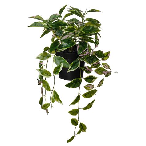 FEJKA artificial potted plant in/outdoor Wax plant/hanging - IKEA