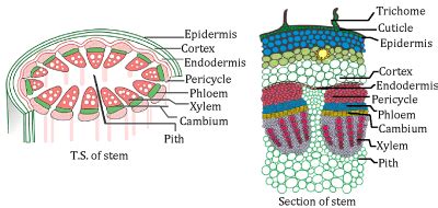 Permanent Tissues in Plants| Type, Functions, and Differences