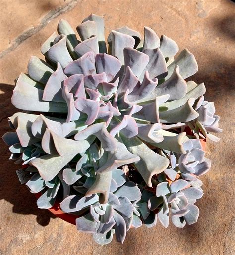 Echeveria 'Misty Lilac' Succulent Plant