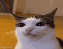 Cat Confused GIFs | Tenor