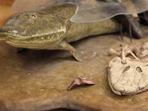 贵州埋藏2.4亿年古生物化石群 为世界之最(图)-搜狐
