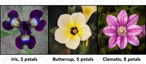 Beautiful Math Patterns 的图像结果