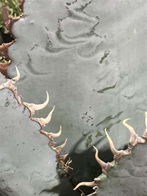 Do these look like signs of agave mites? : r/AgaveAndAloe