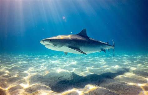 Bull Shark Population Size at Eula Seay blog