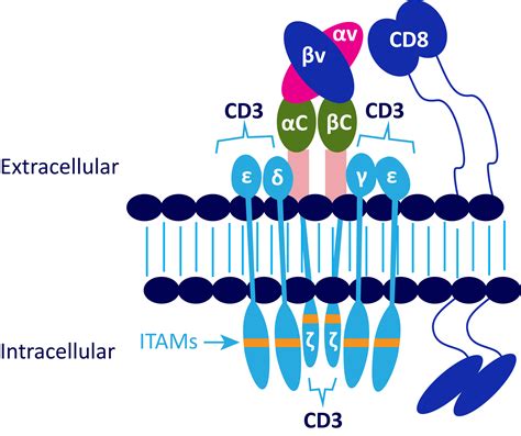 CD3 x CD20 BISPECIFICS