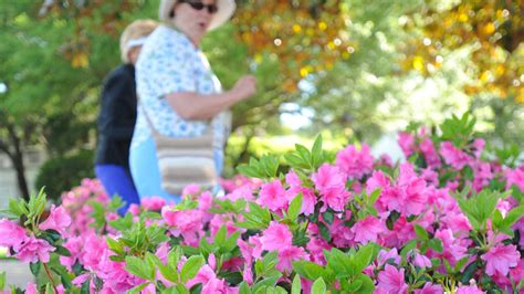 How to prune azaleas | Gardening
