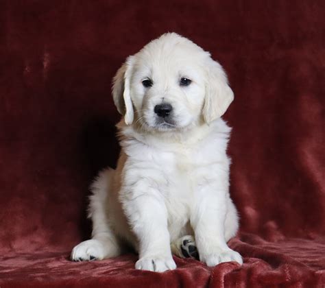 British Cream Golden Retriever Puppies - MQIO