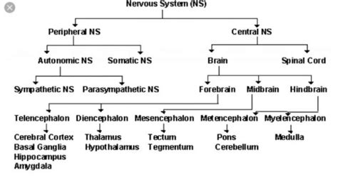 Classification of nervous system in flow chart? - EduRev Class 10 Question