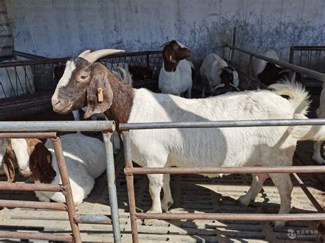 波尔山羊一般生产只小羊富奥牧业真诚相待 山东菏泽 波尔山羊-食品商务网