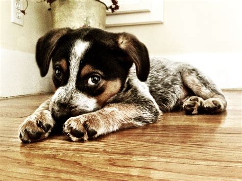 Cattle Hound Mix