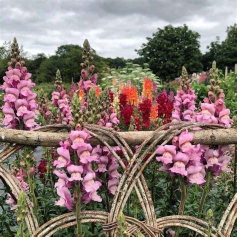Snapdragons Care: How To Grow Snap Dragon Flowers