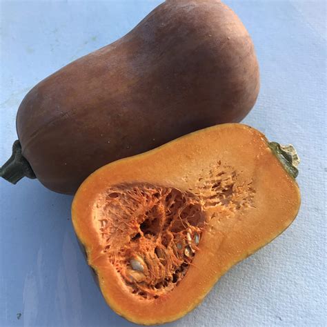 Honeynut Squash Organic Seeds – Hudson Valley Seed Company