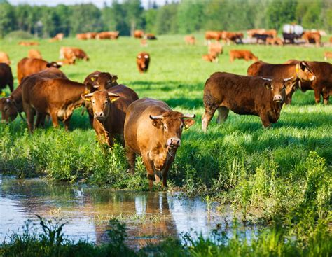 Rind mit Muskelkraft gerettet | agrarheute.com