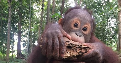 Rescue Orangutan Indra - FOUR PAWS International - Animal Welfare ...