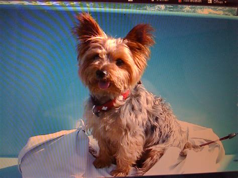 Yorki Rüde mehrfacher Vater kann decken in Reutlingen Nähe Stuttgart ...