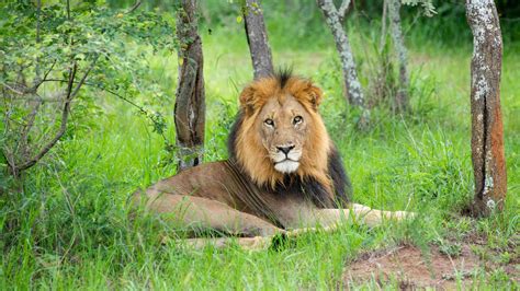 lion