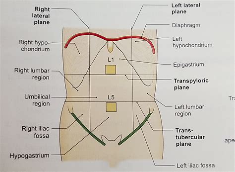 9 Regions of Abdomen