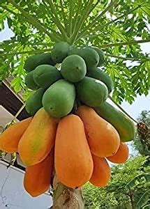 BLOOM & GROW Rare Hybrid Red Lady Papaya Fruit (Carica papaya) 1 ...