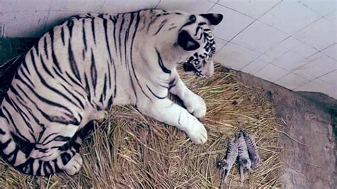 Delhi zoo welcomes three white tiger cubs after 7 years - Delhi News ...
