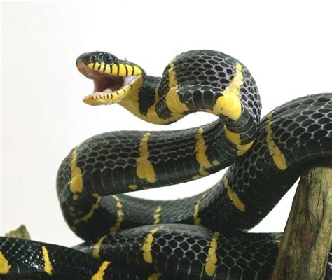 Image result for How to Draw a Python Snake Open Mouth Wide-Open