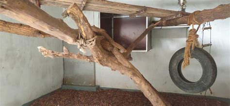 ZooLex Image - Den C