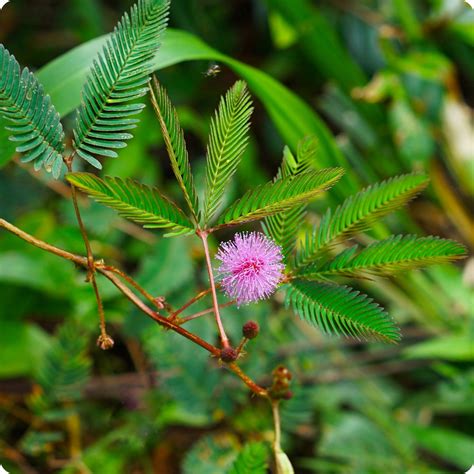 Mimosa Seeds - Sensitive Plant – The Incredible Seed Company Ltd