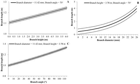 Branch Development of Five-Year-Old Betula alnoides Plantations in ...