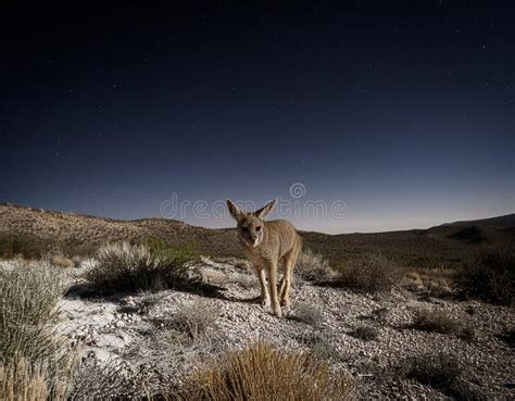 Image result for Alien Chupacabra