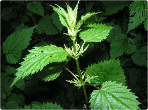 How To Treat Stinging Nettle Sting at Imogen Repin blog
