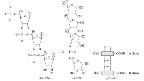 NCERT Solutions for Class 11 Biology Chapter 9 Biomolecules