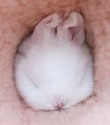 Image result for Cute Bunnies Sleeping