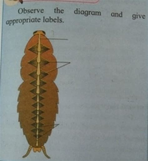Observe the diagram and give appropriate labels - Brainly.in