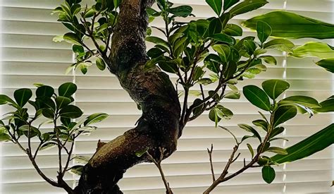 How To Grow Weeping Fig Bonsai Tree