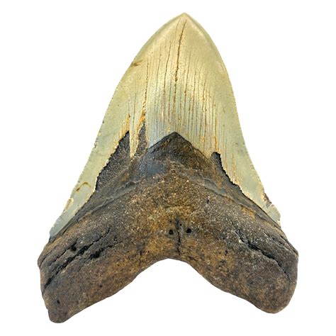 Megalodon Shark Tooth – CrystalCaveIndia