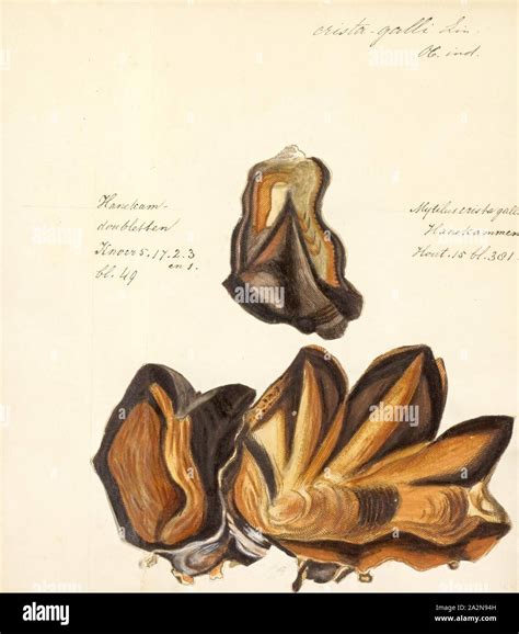 Genus Of Edible Oyster