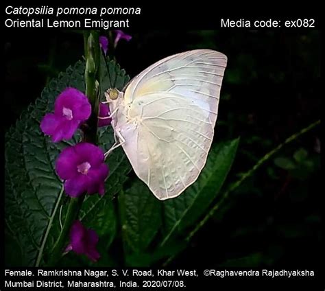 Catopsilia pomona | Butterfly