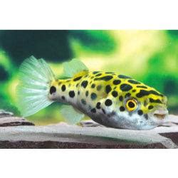 Shop Brackish/Native Fishes at FRESHWATERAQUATICA | FRESHWATERAQUATICA