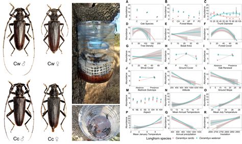 Cerambyx cerdo and Cerambyx welensii Oak-Living Sympatric Populations ...