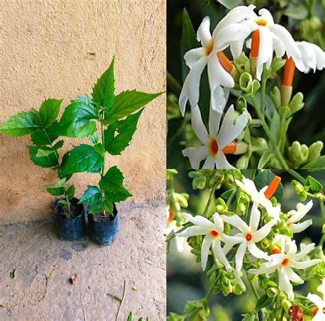 Oxiflora"Combo Shiuli Phool – Harsingar – Parijat Flower"-2 Healthy ...