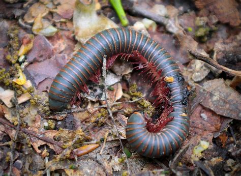 Free picture: invertebrate, worm, insect, nature, biology, wildlife ...