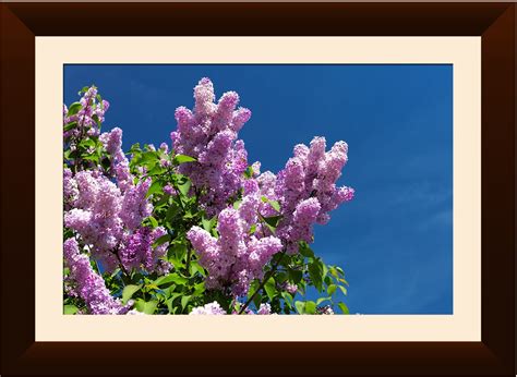 wallmantra Flower Nature Framed Wall Painting/Synthetic Wood Wall ...