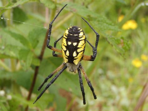 Through Handlens and Binoculars: Argiope Spiders