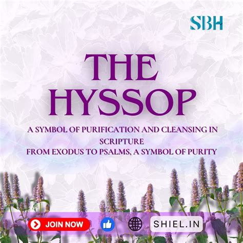 Hyssop in Bible | Definition| Morning | Shiel Bible Home