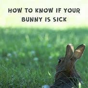Image result for Sick Bunny in Bed Cartoon