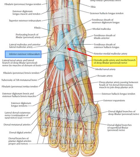 Plantar Fasciitis Vs Tarsal Tunnel Syndrome at Loretta Little blog