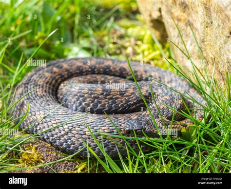 Vipera berus, the common European adder or common European viper Stock ...