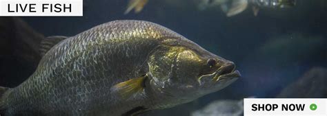 Salmons - Fresh Fish Store in Kochi