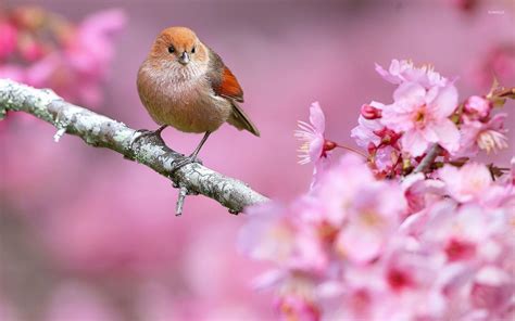Spring Birds Desktop 的图像结果